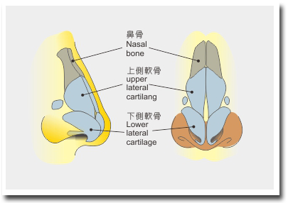 鼻子的構側拍圖