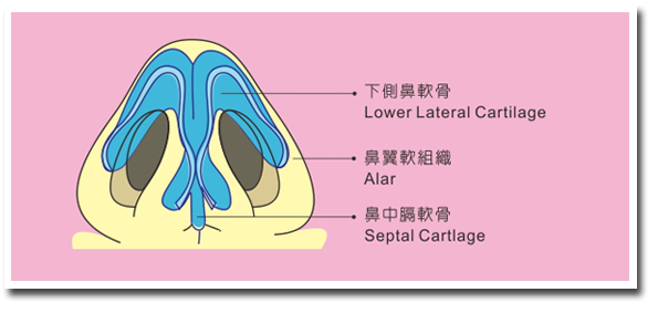 鼻子的構造仰拍圖