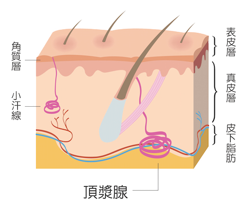 狐臭的成因-頂漿腺